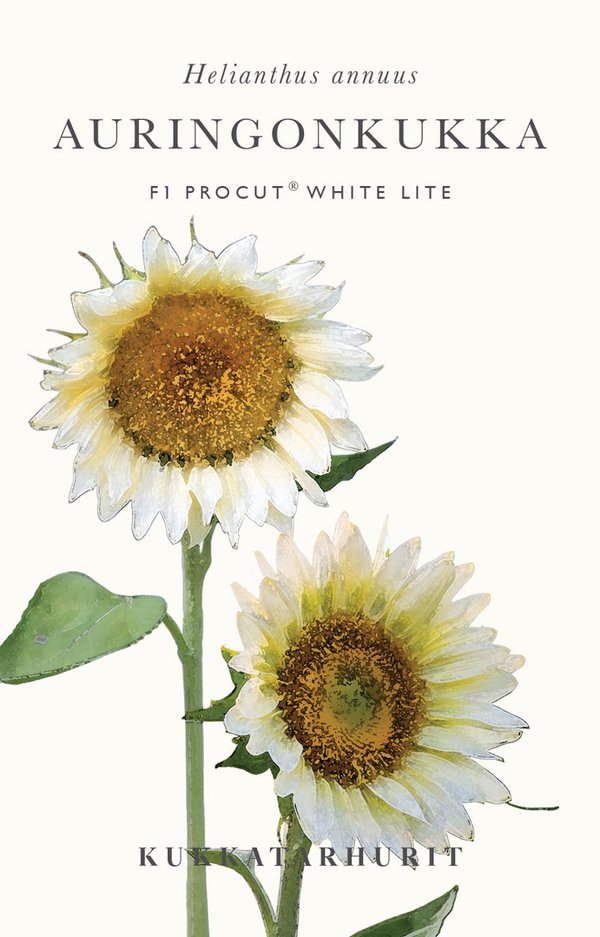 Auringonkukka Procut® White Lite