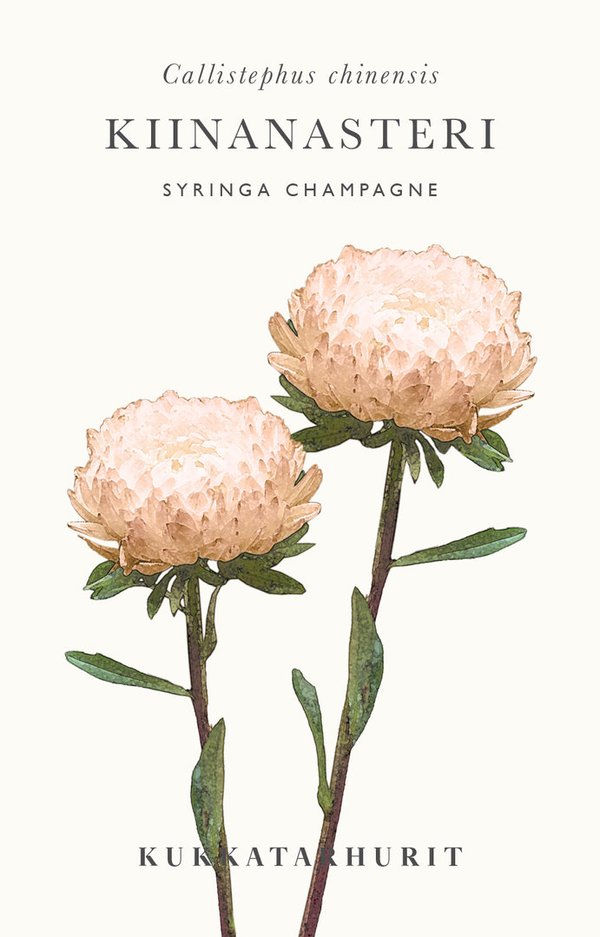 Kiinanasteri Syringa Champagne