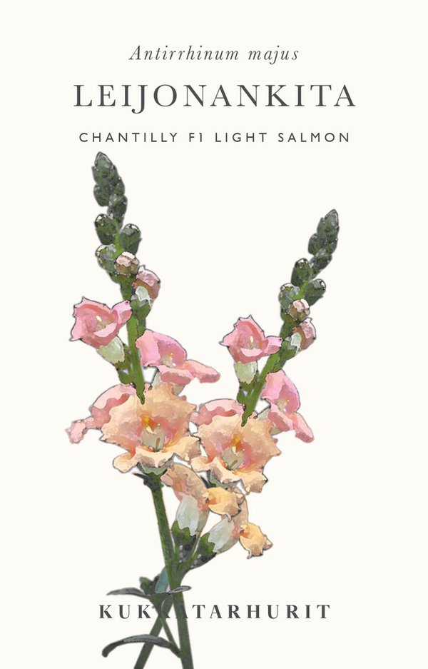 Leijonankita Chantilly F1 Light Salmon