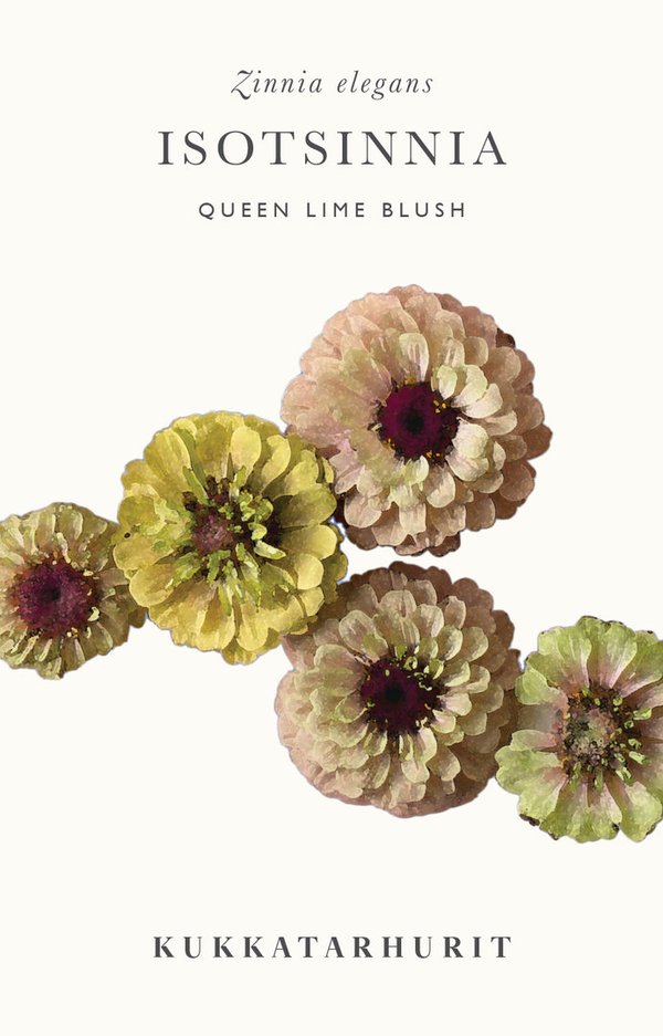 Isotsinnia Queen Lime Blush