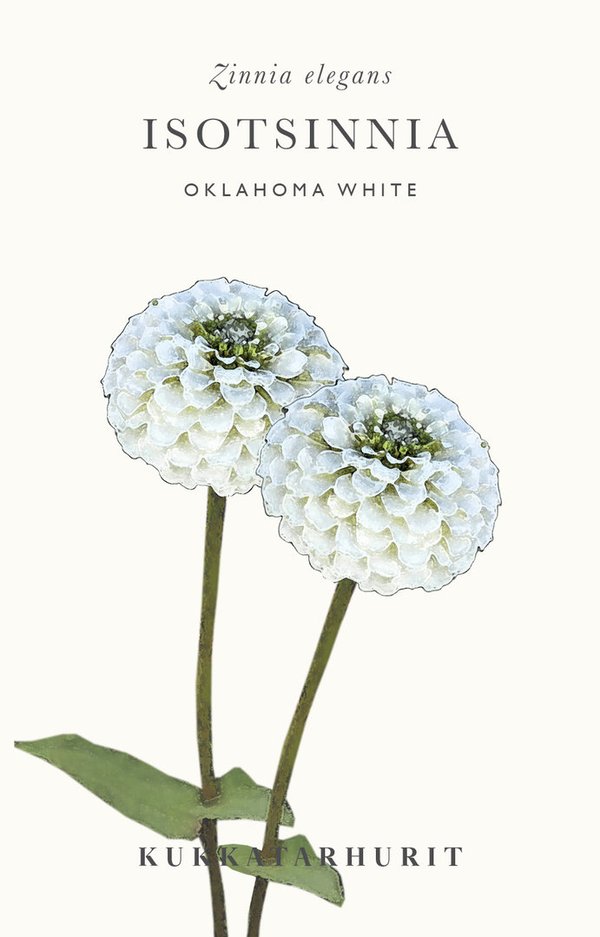 Isotsinnia Oklahoma White